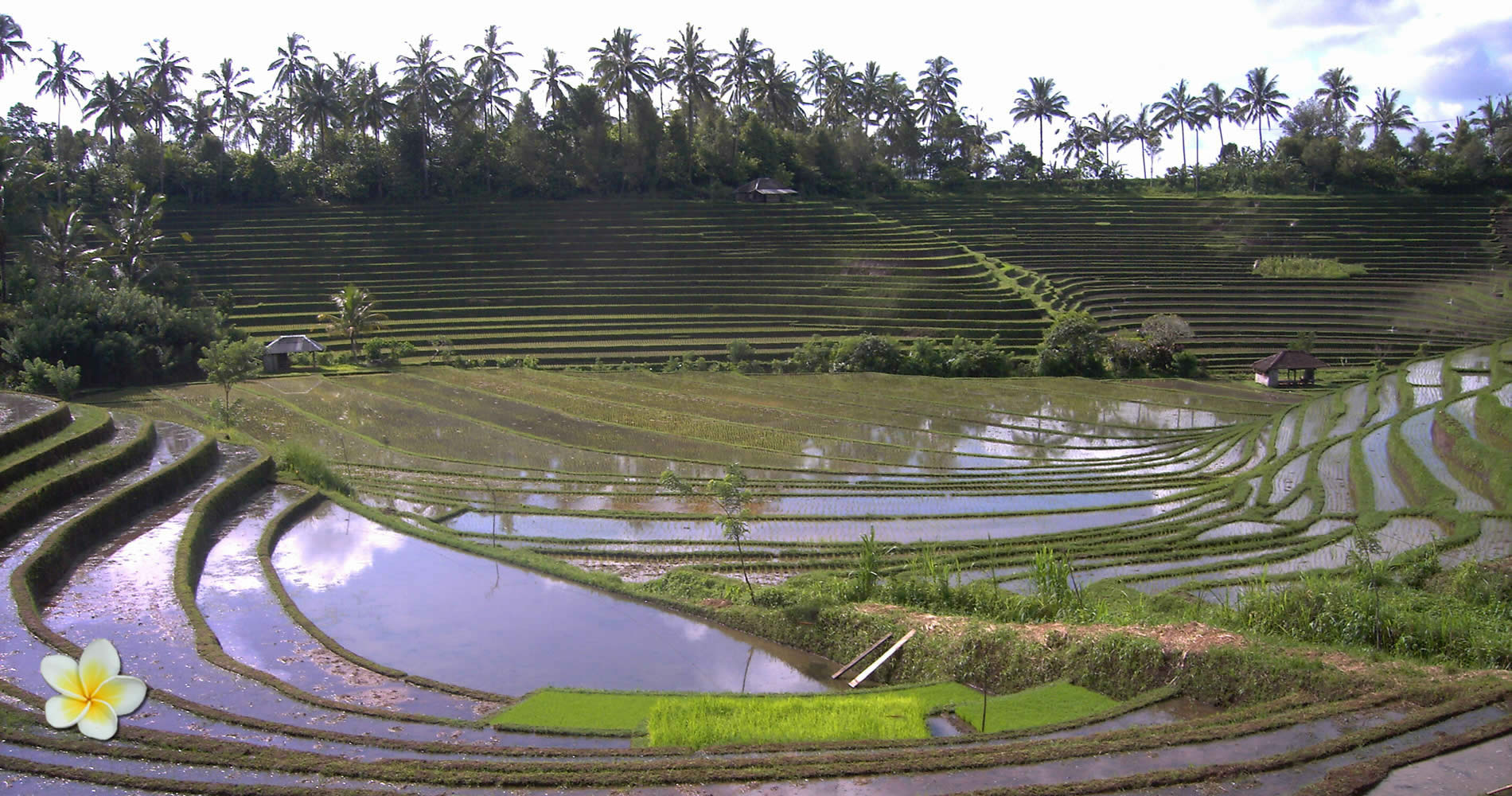 Rijstvelden van Bali