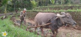 Balinese Boer