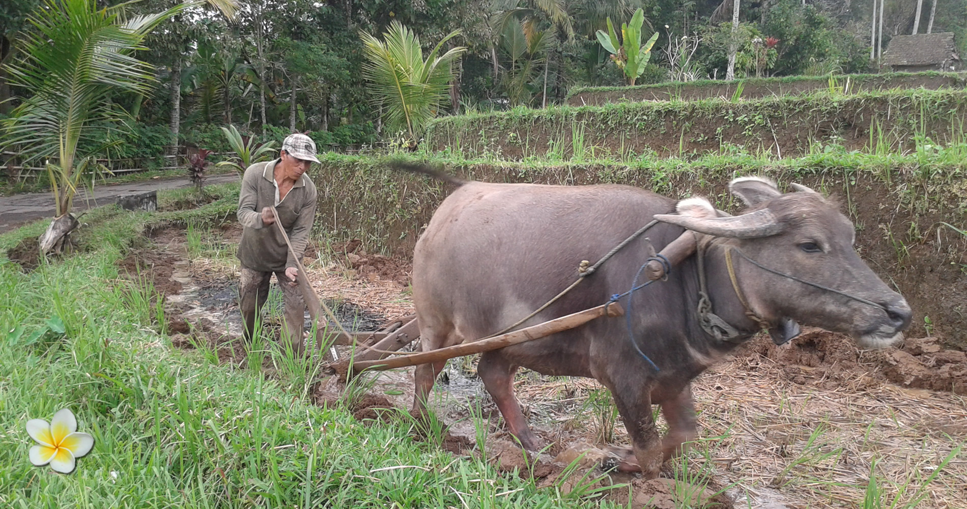 Balinese Boer